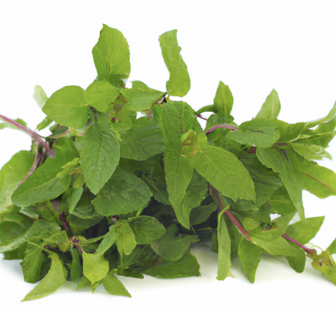 Mint: Important Facts, Health Benefits, and Recipes - Relish