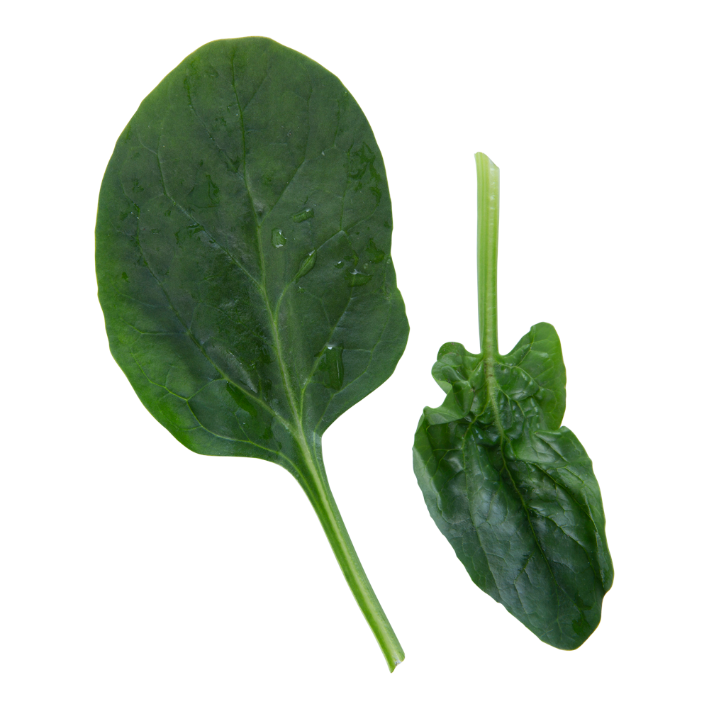 Spinach Important Facts, Health Benefits, and Recipes Relish