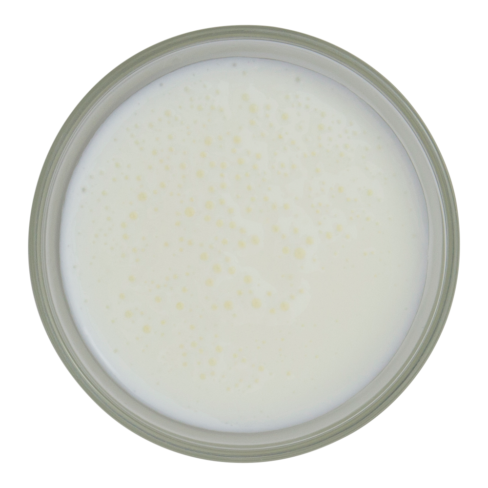 Buttermilk Important Facts, Health Benefits, and Recipes Relish